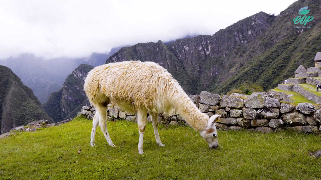 Essential Oils Peru - "A sustainable work example in Peru"