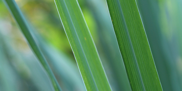 Lemongrass