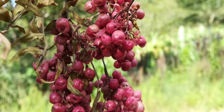 Pink Pepper