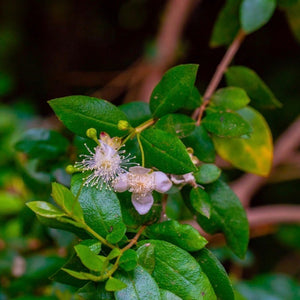 Peruvian Myrtle Essential Oil