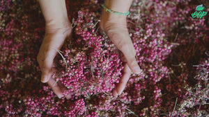 Wholesale Pink Pepper Essential Oil