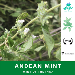 Wholesale Andean Mint Essential Oil (Muña)