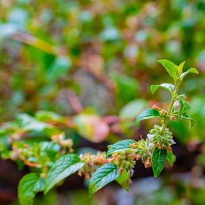 Wholesale Andean Mint Essential Oil (Muña)