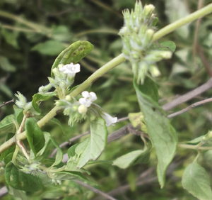 Andean Mint Essential Oil