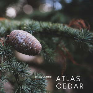 Atlas Cedar Essential Oil