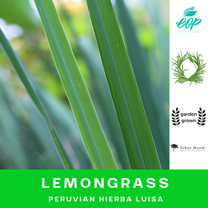 Wholesale Special Lemongrass Essential Oil