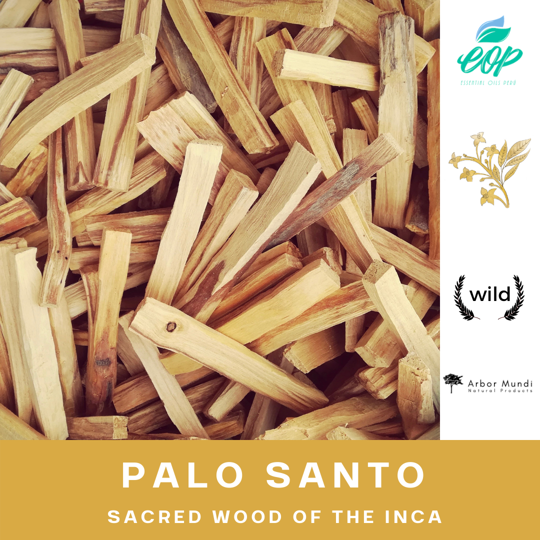 Wholesale Sustainably Sourced Palo Santo Essential Oil