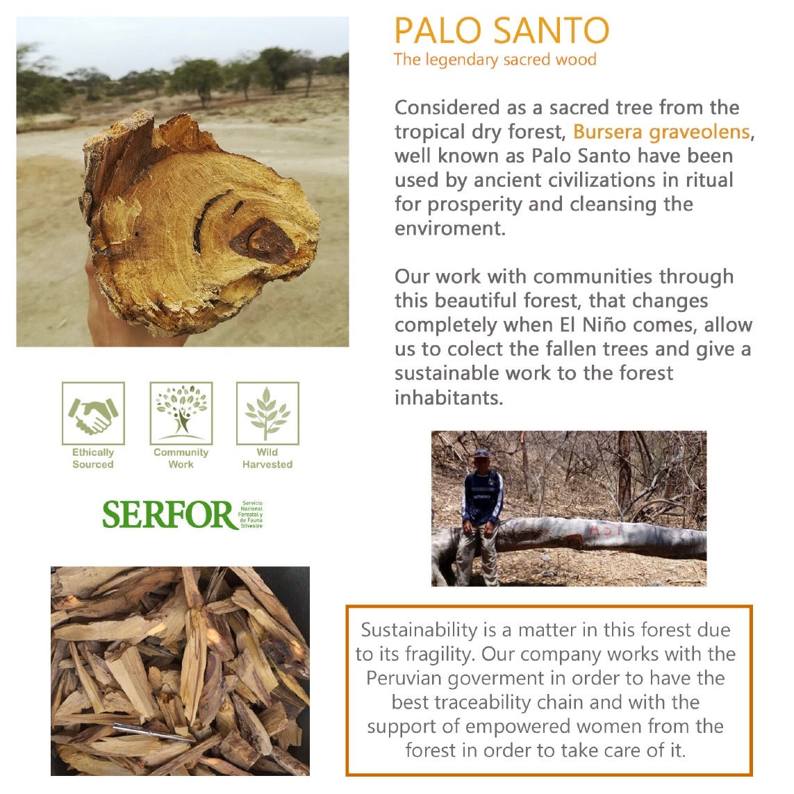 Wholesale Sustainably Sourced Palo Santo Essential Oil