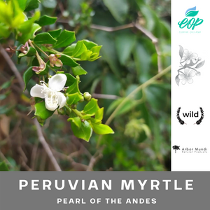 Wholesale Peruvian Myrtle Essential Oil (Arrayán)