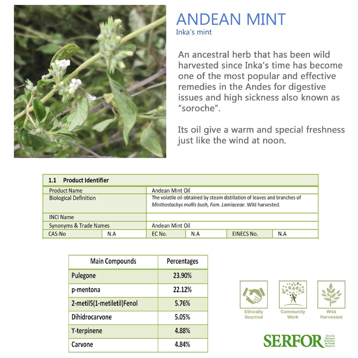 Wholesale Andean Mint Essential Oil (Muña)