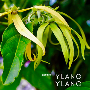 Madagascar Ylang Ylang Essential Oil