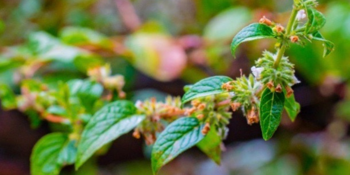 Andean Mint (Muña)