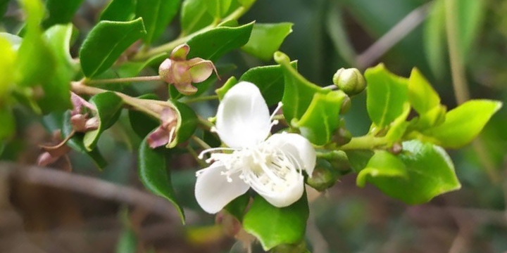 Peruvian Myrtle