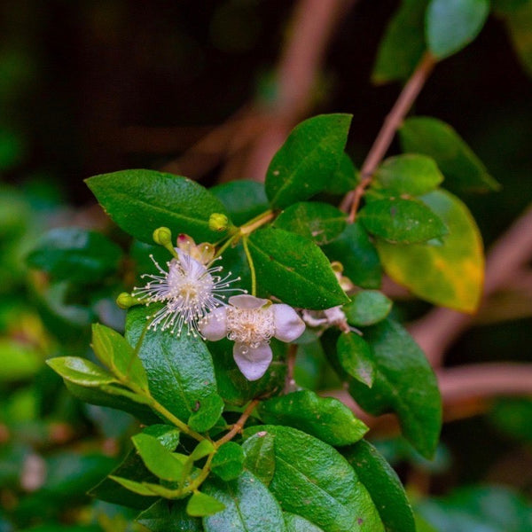 Peruvian Myrtle Essential Oil - Arbor Mundi Natural Products
