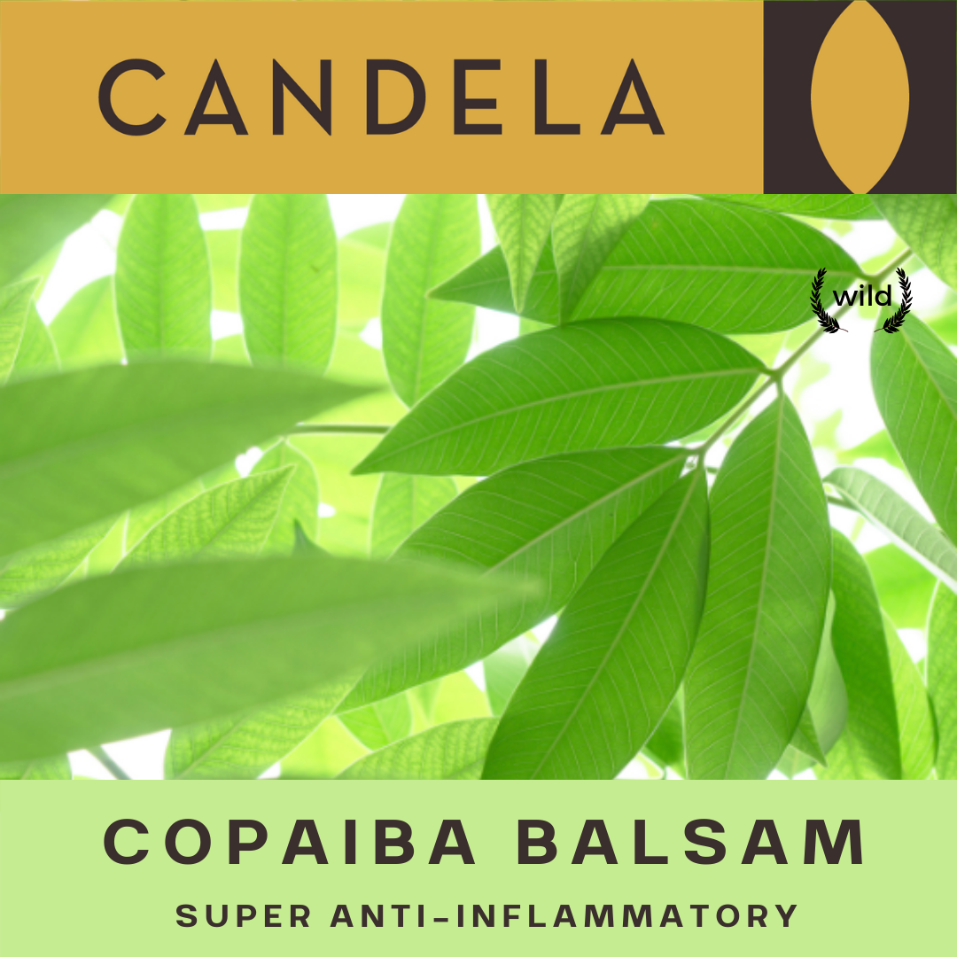 Wholesale Wild Copaiba Balsam (Oleoresin)