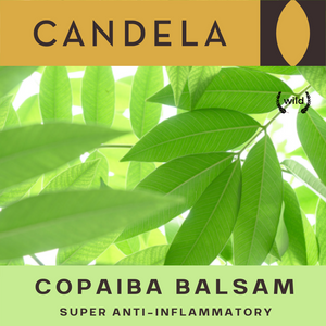 30ml Wild Copaiba Balsam (Copaiba Oil)