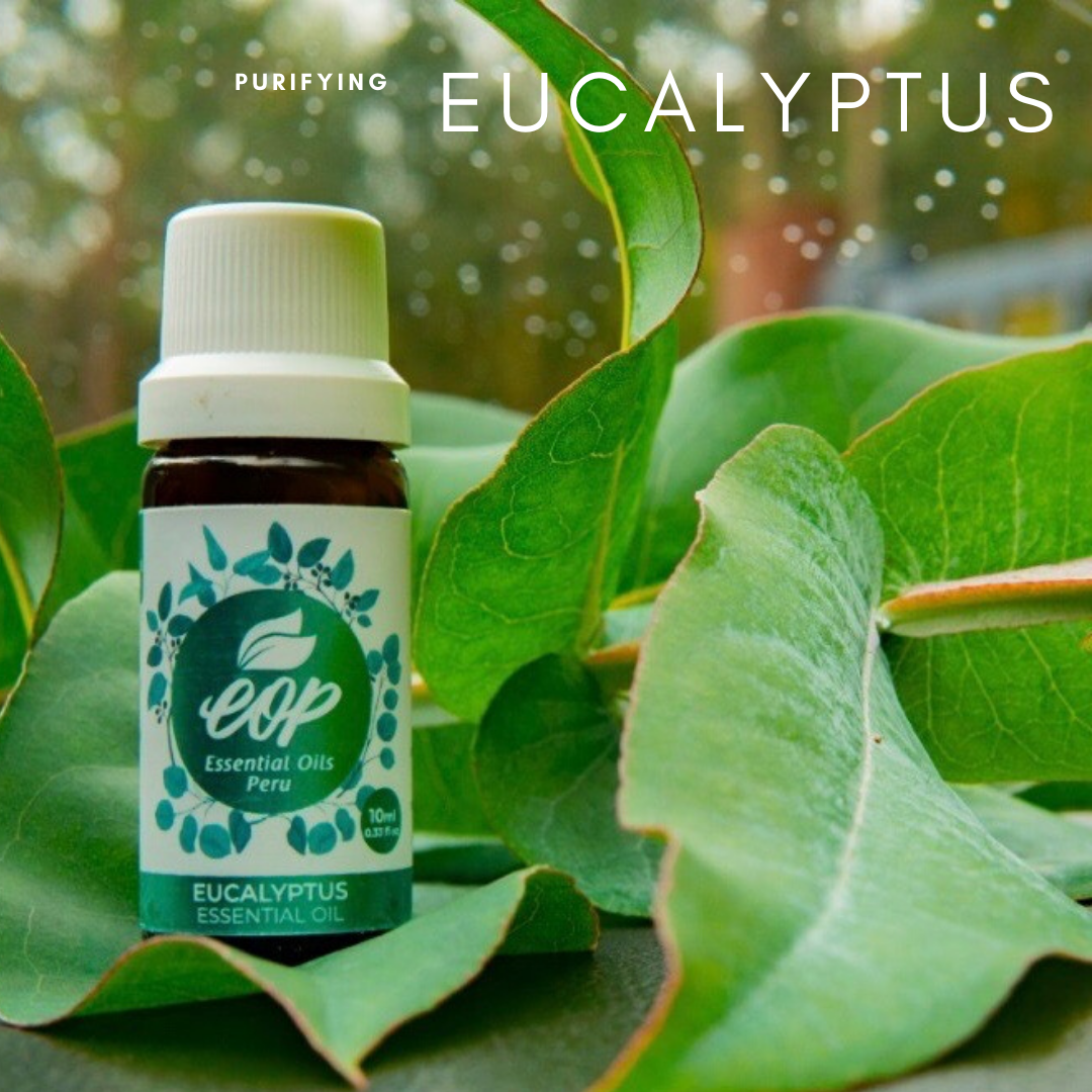 Special Eucalyptus Essential Oil